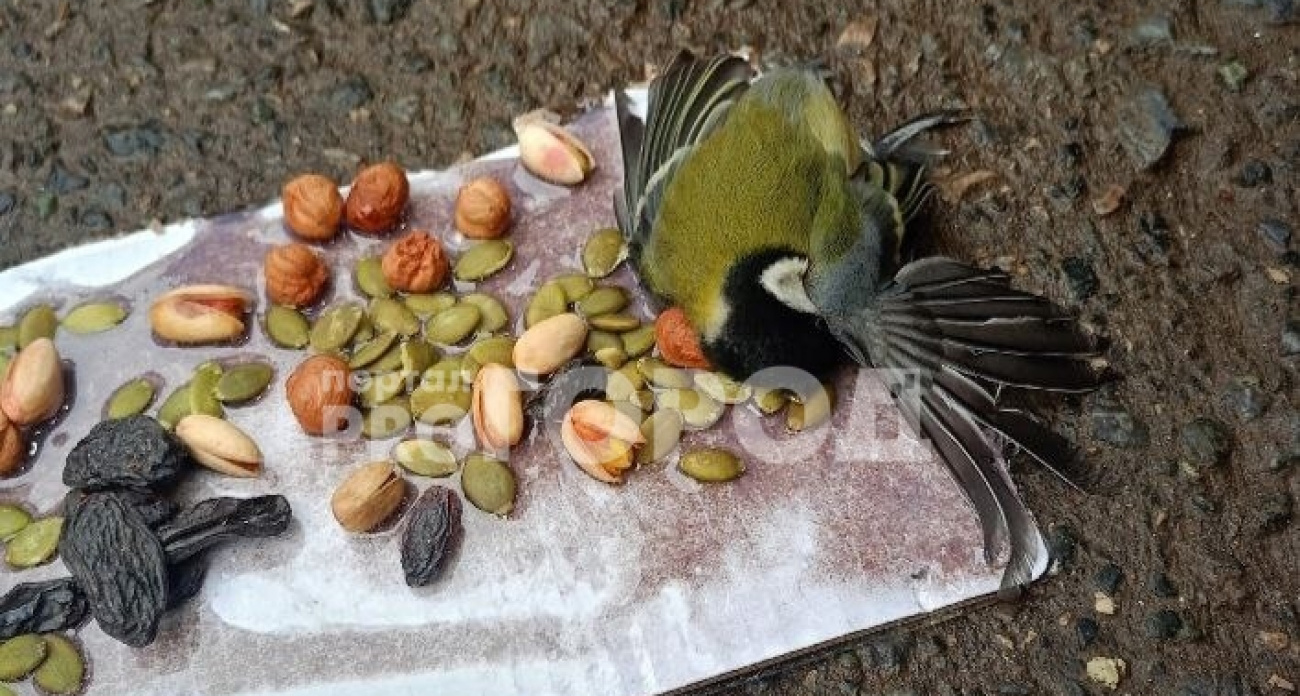 Продавцов чебоксарского рынка накажут за жестокую гибель синиц