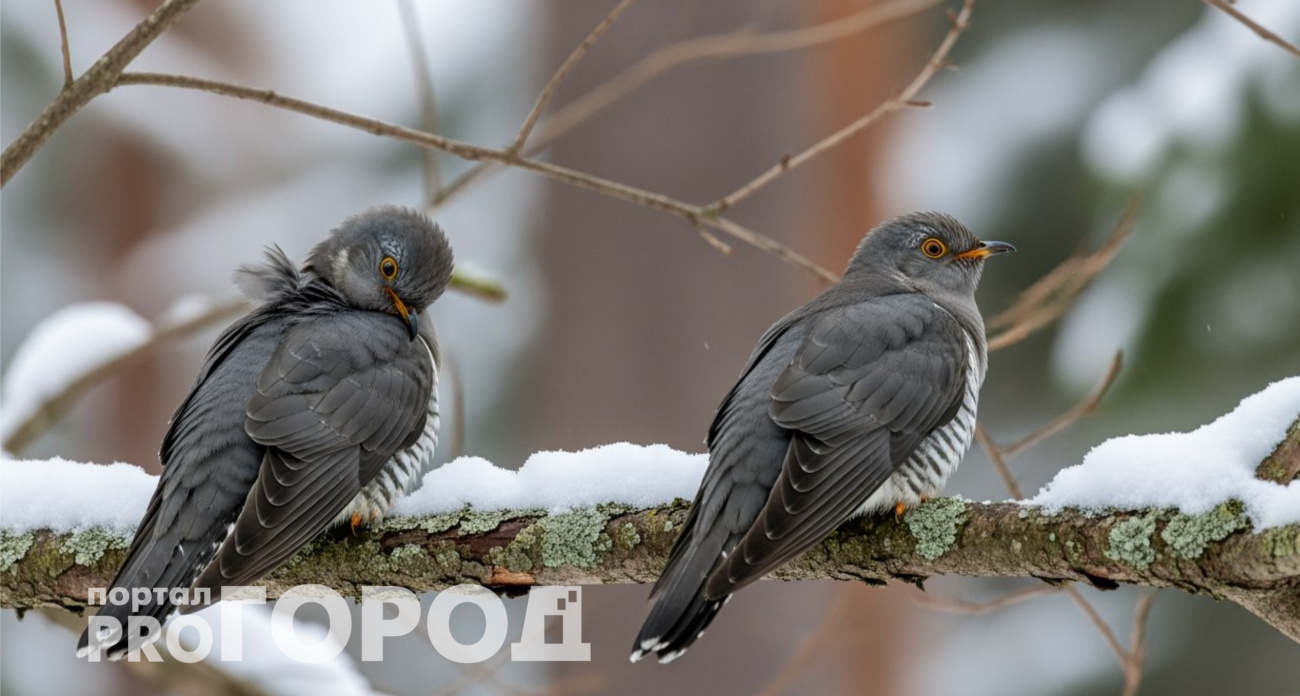 Как его только не коверкают: как правильно называется самец кукушки