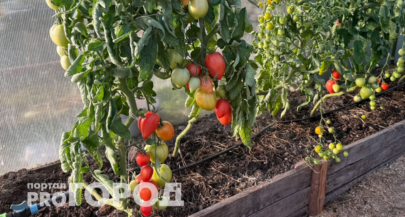 Прут как танк даже в мороз: три сорта помидоров, которые спокойно переживают заморозки и дают двойной урожай