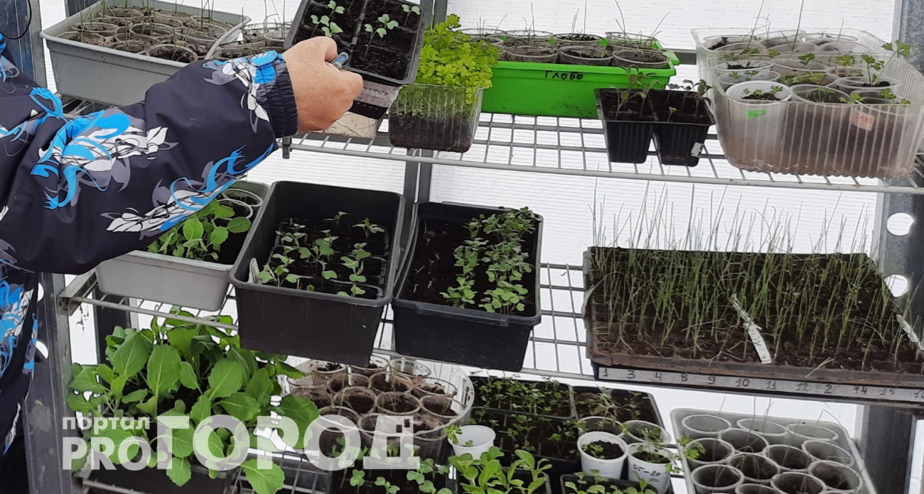 Делаю так пятый год подряд: посадите это у себя дома уже зимой – шикарный урожай обеспечен