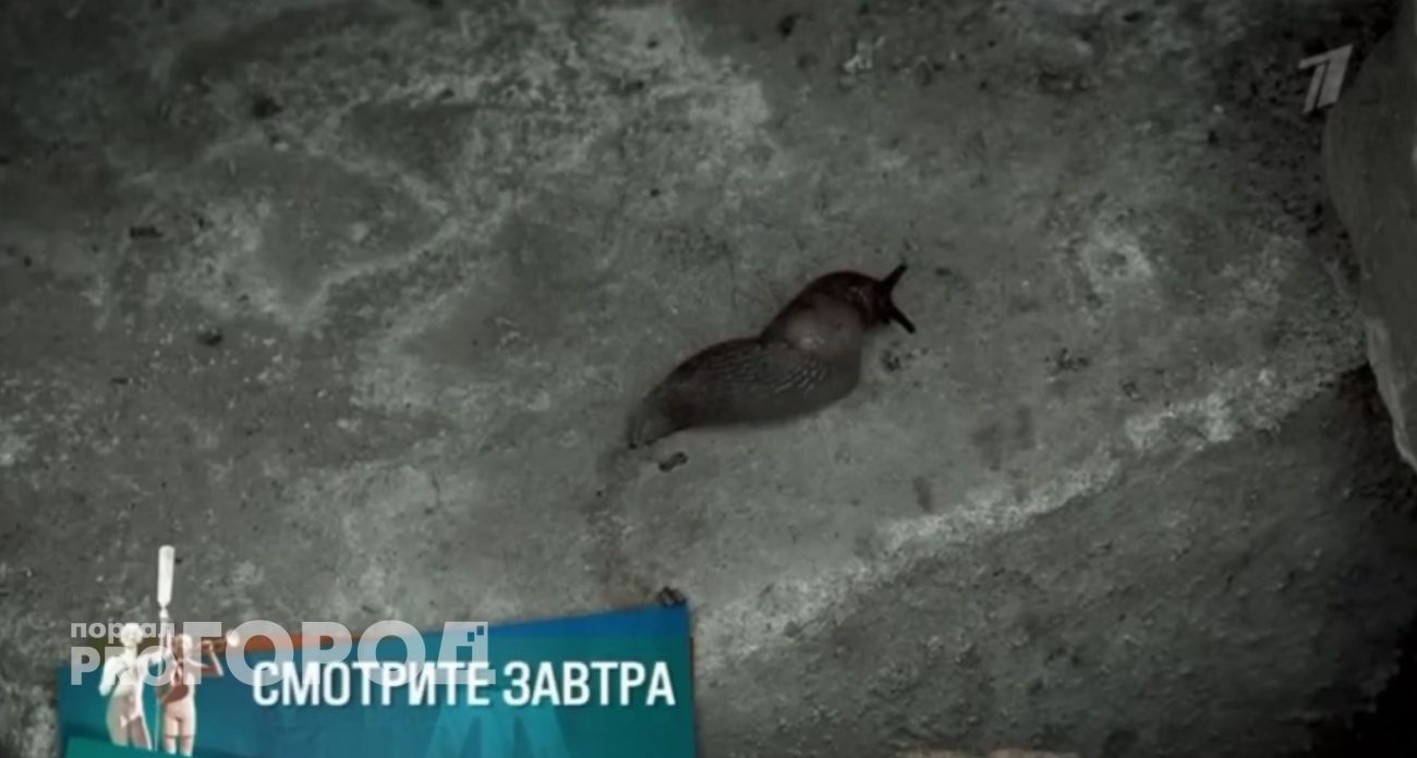 Земляные блохи, слизни и гниющая одежда: как живут жители аварийных домов Шумерли, покажут в передаче "Мужское/Женское"