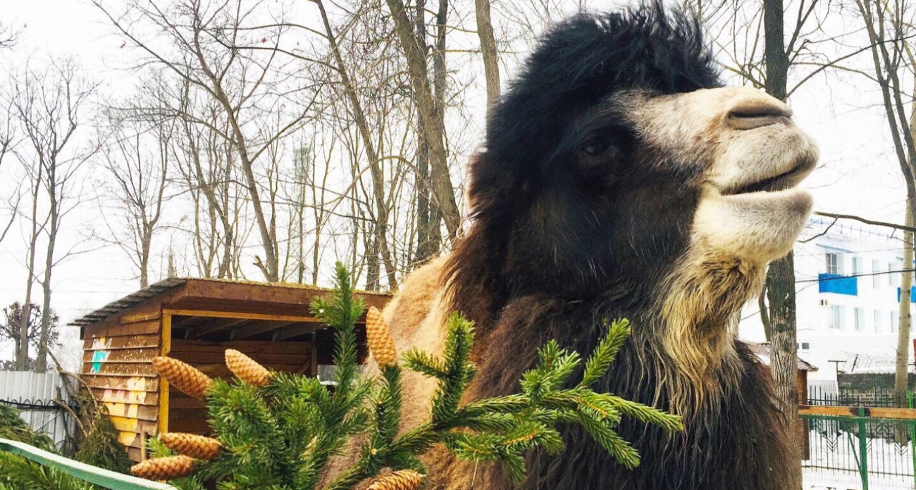 Более 150 елок из чебоксарских квартир переехали в "Ковчег" к козам, альпакам и другим животным