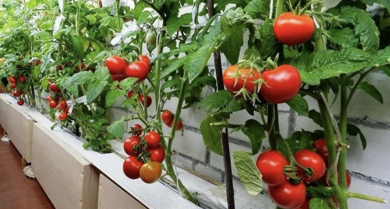 Развожу половину таблетки в воде – помидоры растут как на дрожжах: дачники скрывали этот трюк