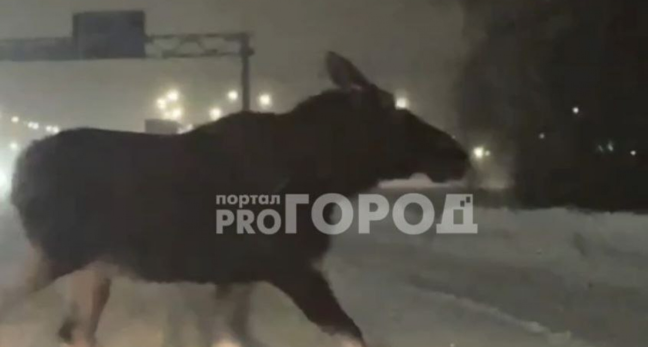 На дорогу между Чебоксарами и Новочебоксарском выбежал дикий лось
