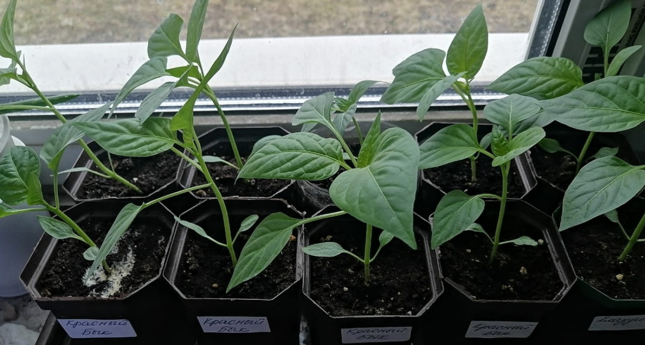 Сею сладкий перец в эти даты: урожай в 2 раза больше обычного