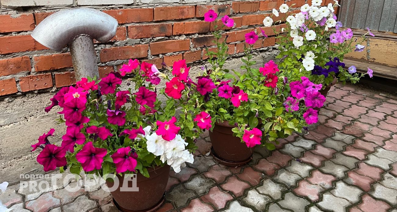 Петуния больше не королева сада: эти пять цветов не боятся дождей и выглядят шикарно до морозов