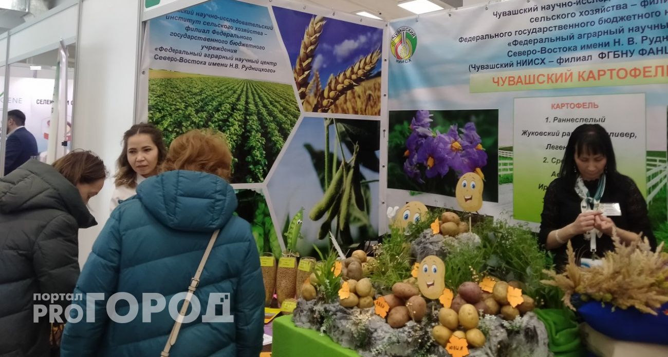 Фестиваль картофеля в Чебоксарах продлится два дня: привезут 55 тонн на продажу