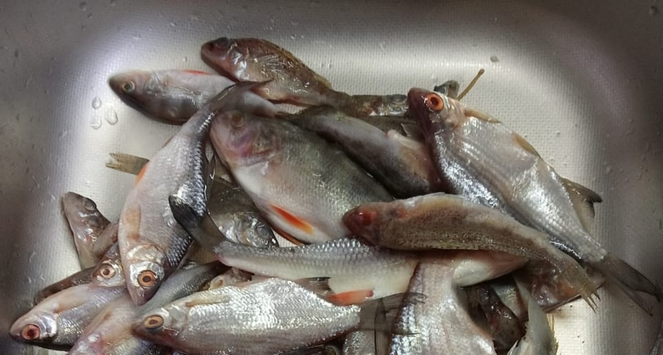 Названа самая полезная для человека рыба – ешьте дважды в неделю: богата селеном, фосфором и отменна на вкус