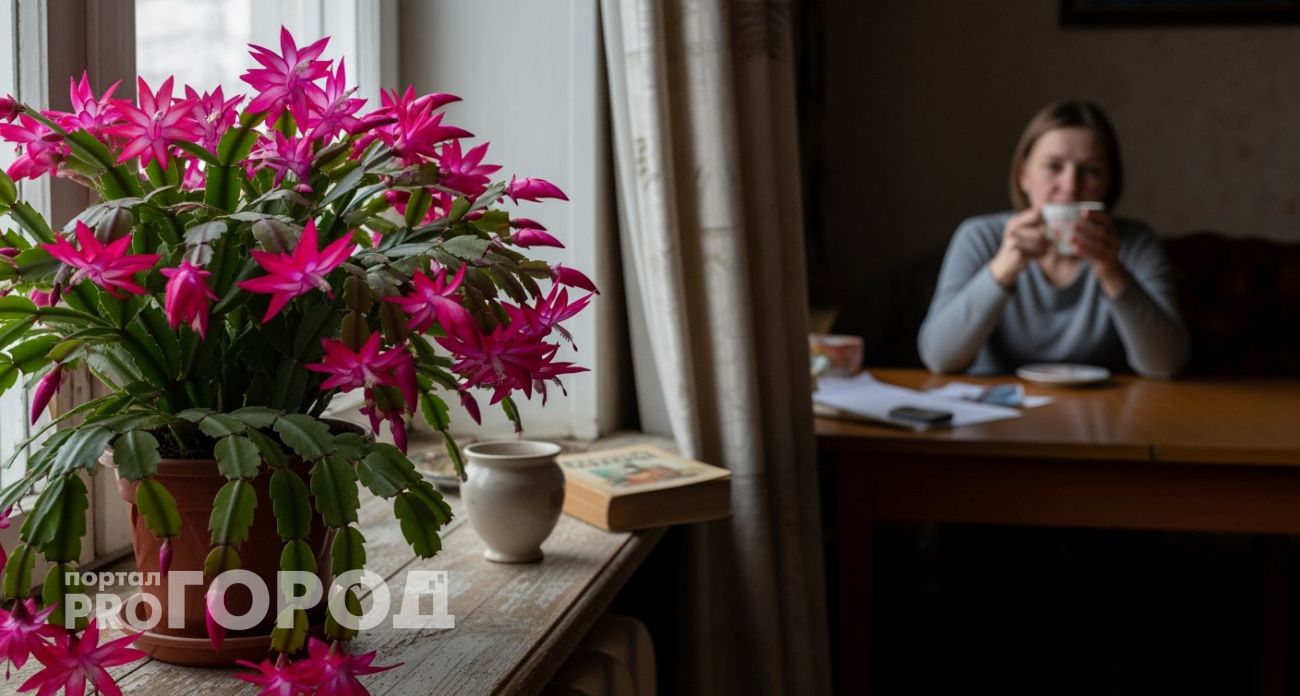  Смешиваю копеечное средство 1:1 с водой – и декабрист завалит вас бутонами: правильный зимний уход 