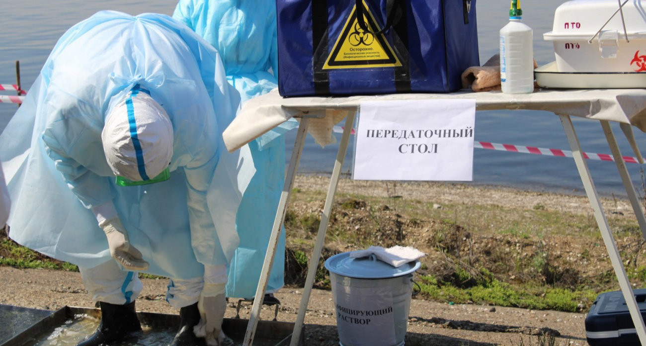 В Аликовском районе ввели карантин из-за опасной болезни 