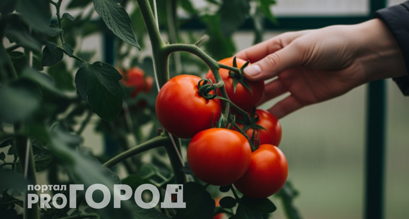 Восемь килограммов с куста: эти томаты не боятся ни холода, ни стресса – не сорт, а находка