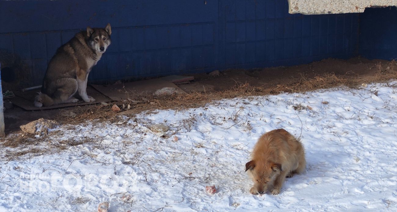 В Чебоксарах заключили контракт на отлов бродячих собак