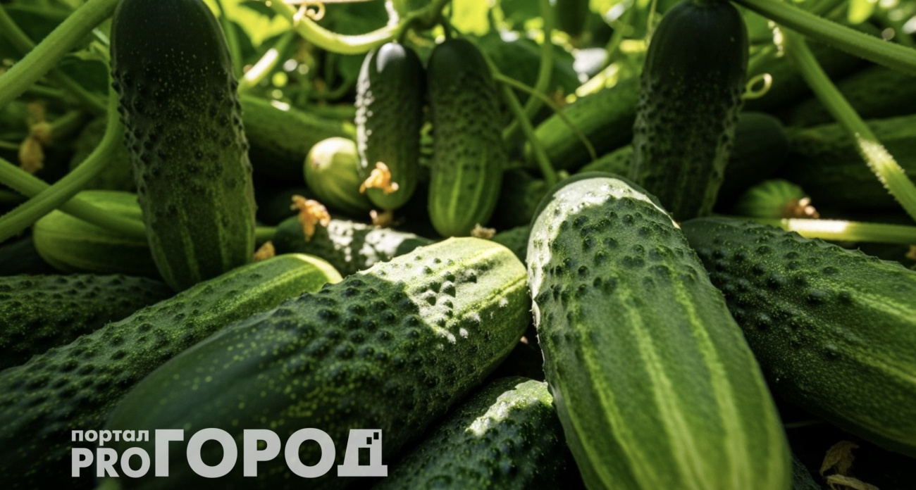 Теперь сажаю огурцы только по‑японски: огурцы идут ведрами даже в плохое лето