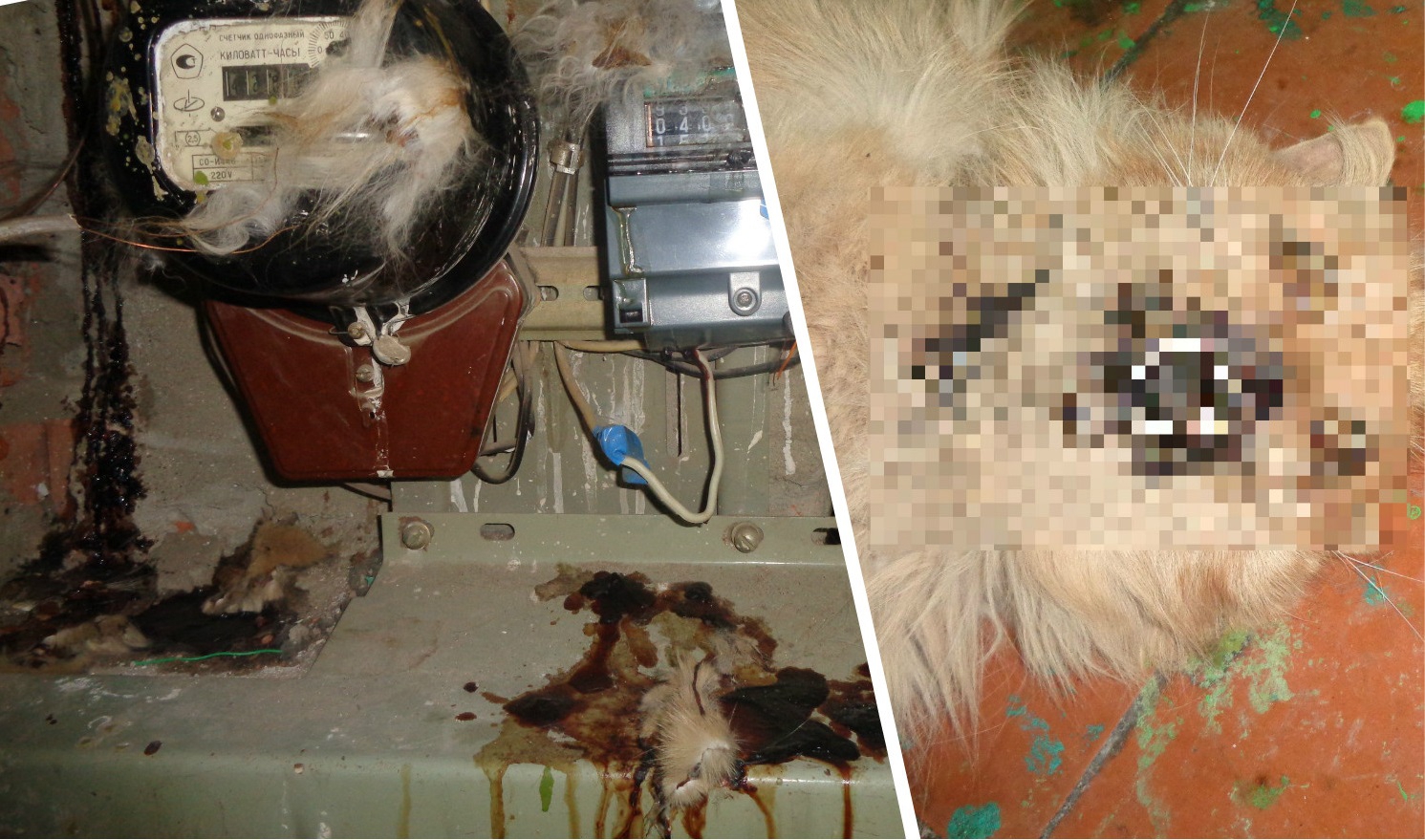 В Чебоксарах полиция проводит проверку после гибели кота в электрощитовой
