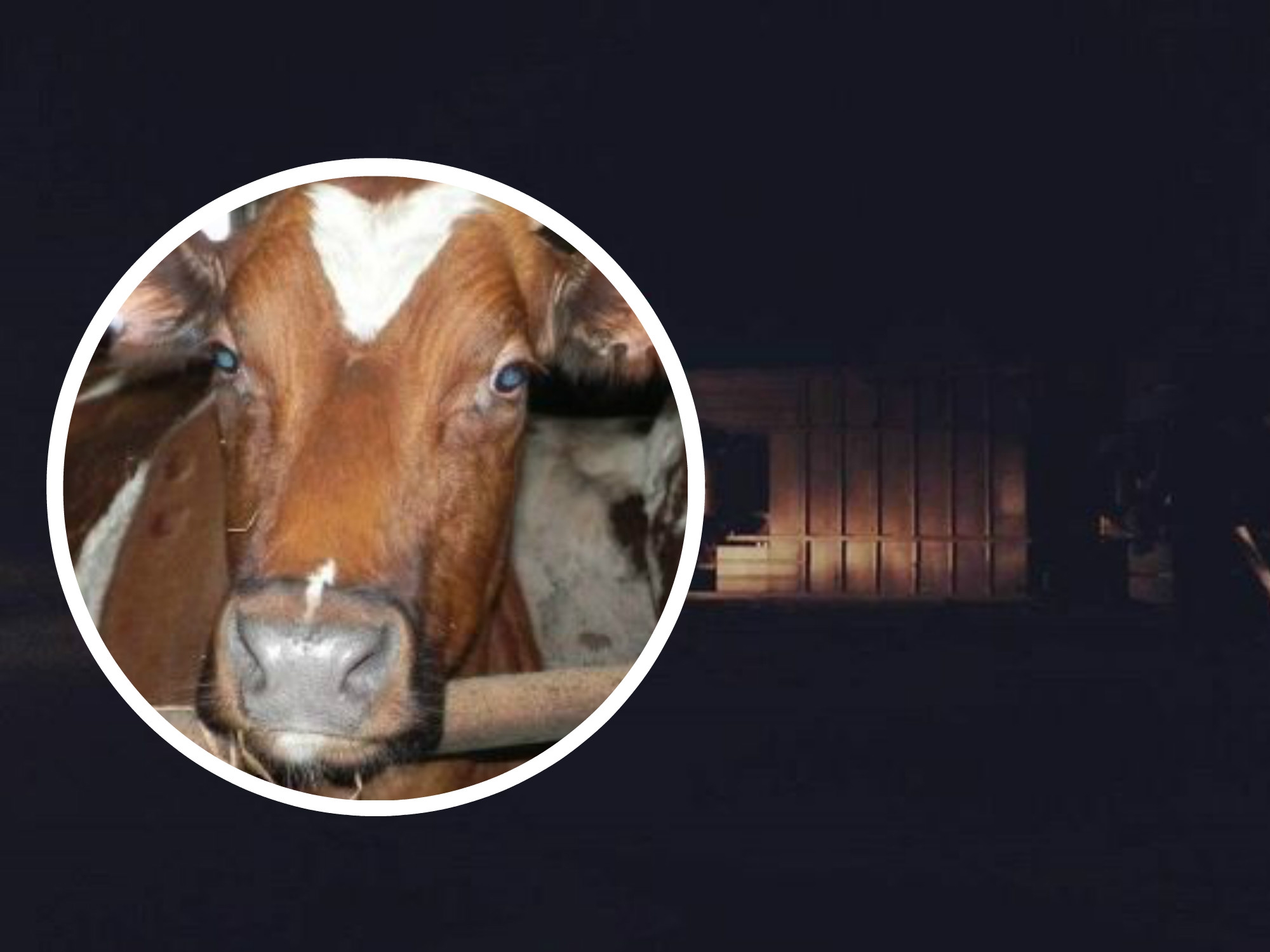 В Чувашии перевернулся большегруз с 26 коровами