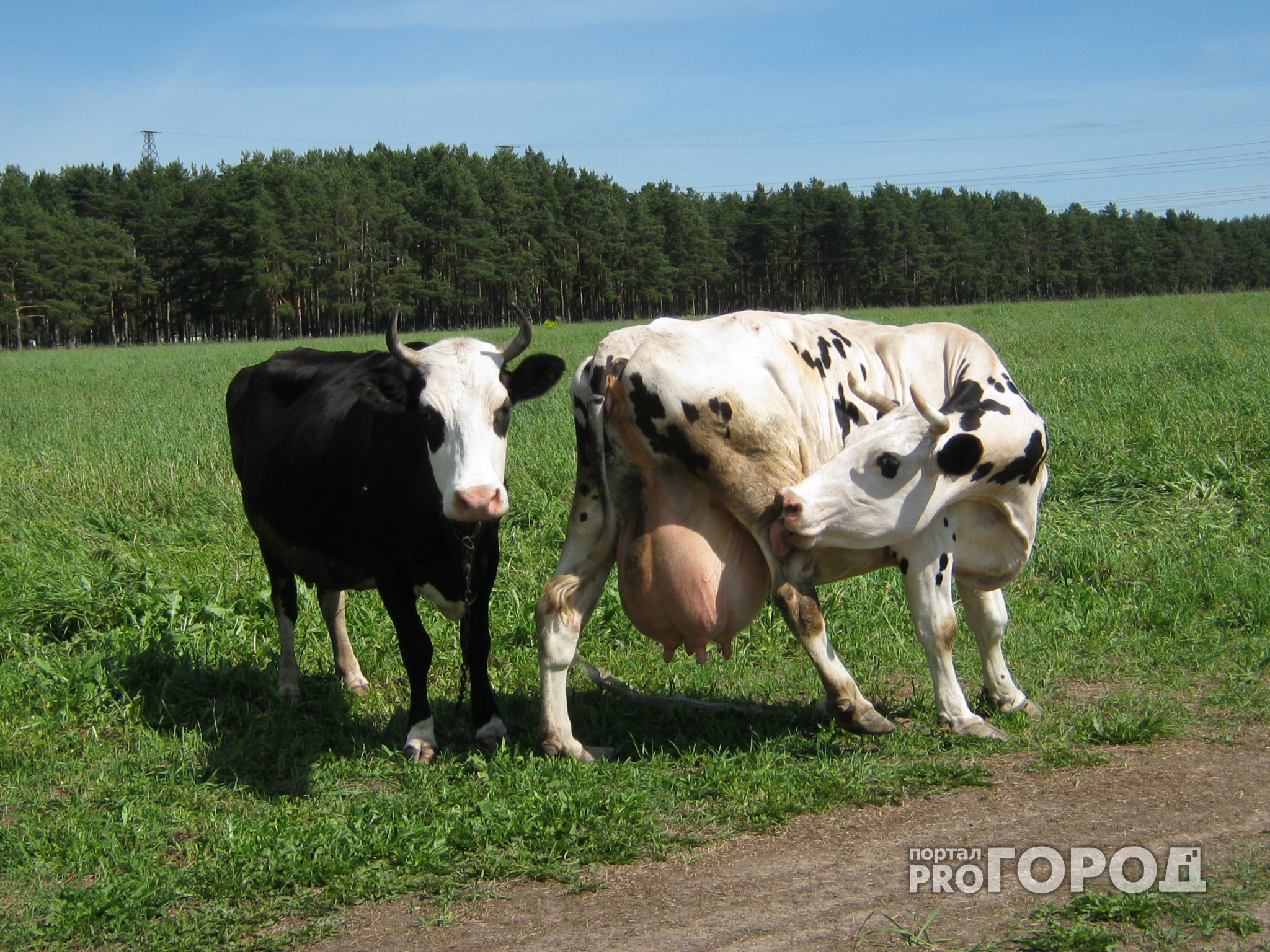 Две чувашские коровы сбежали в лес в Ульяновской области