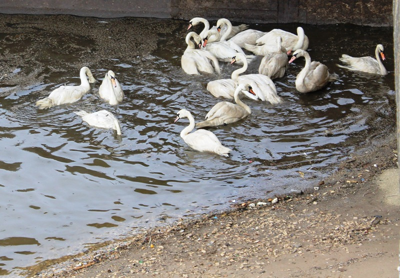 16 белых лебедей снова появились на Чебоксарском заливе