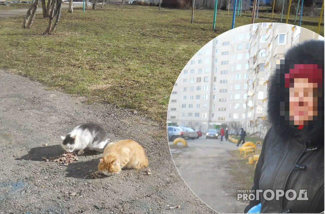Фото к статье: Жительница Чебоксар: "С пенсии на дворовых кошек уходит 3 тысячи рублей"