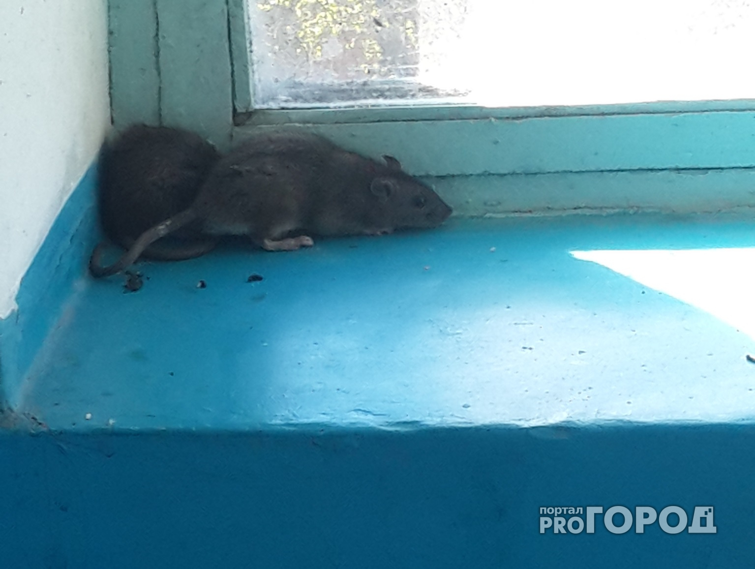 В Новочебоксарске подоконник подъезда облюбовали две крысы