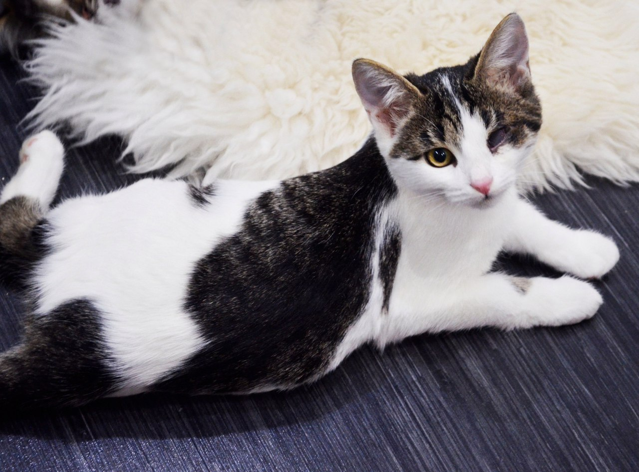 Найди друга в Чебоксарах: ласковая кошка и рыжая собака Челси ищут новый дом