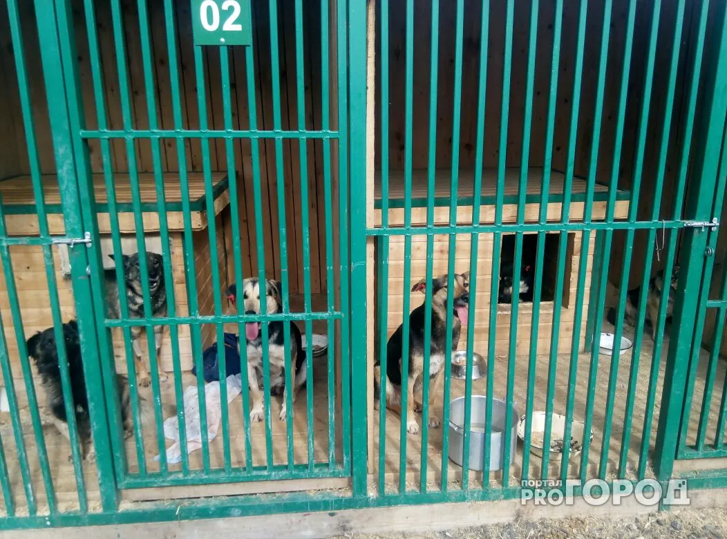 Фото к статье: Чебоксарский приют переполнен: собак в три раза больше, чем положено