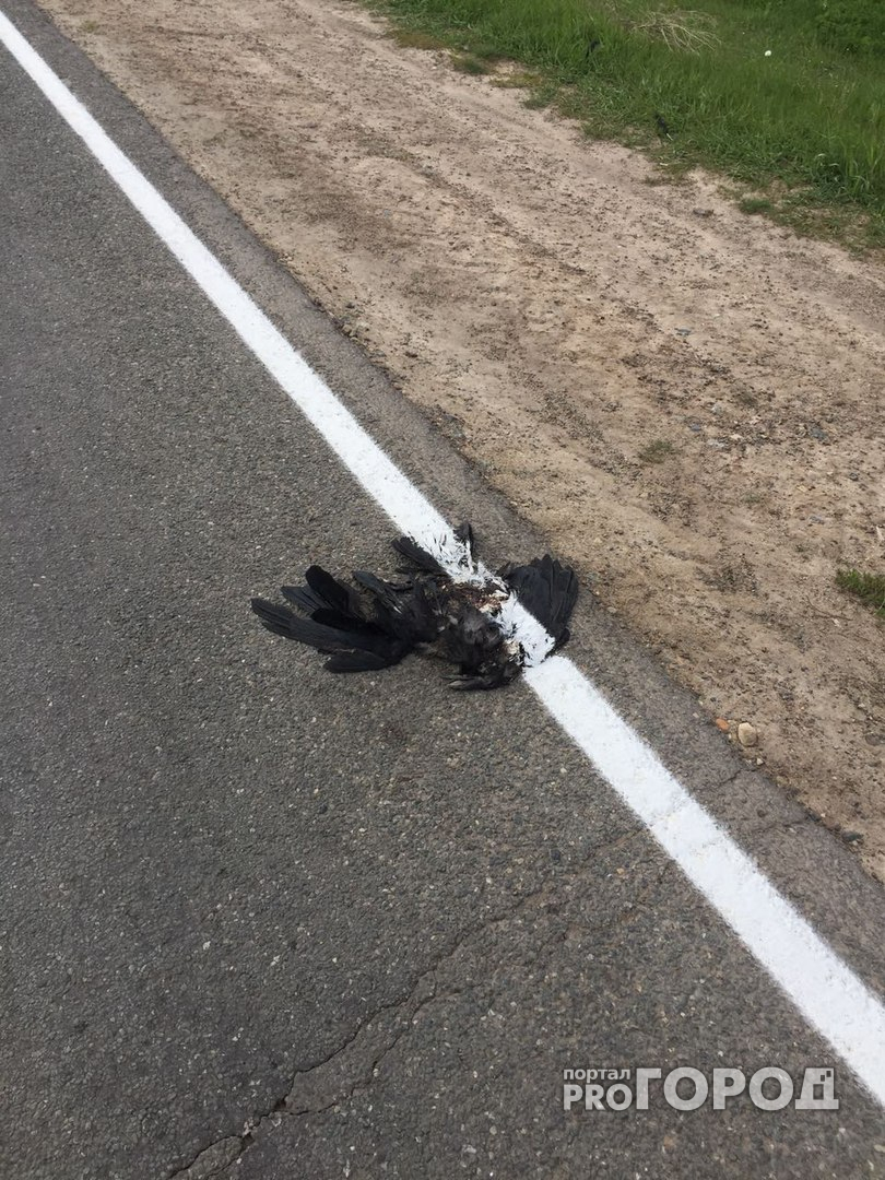 В Чебоксарском районе мертвая ворона стала частью дорожной разметки