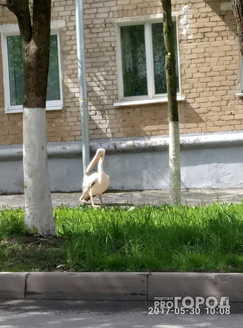 В Чебоксарах по городу разгуливают два розовых пеликана