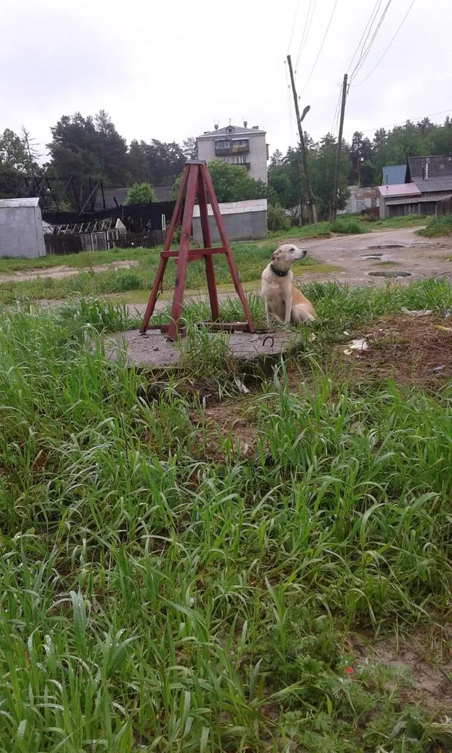 Фото к статье: В поселке Лесном женщина с ребенком привязали к столбу собаку и скрылись