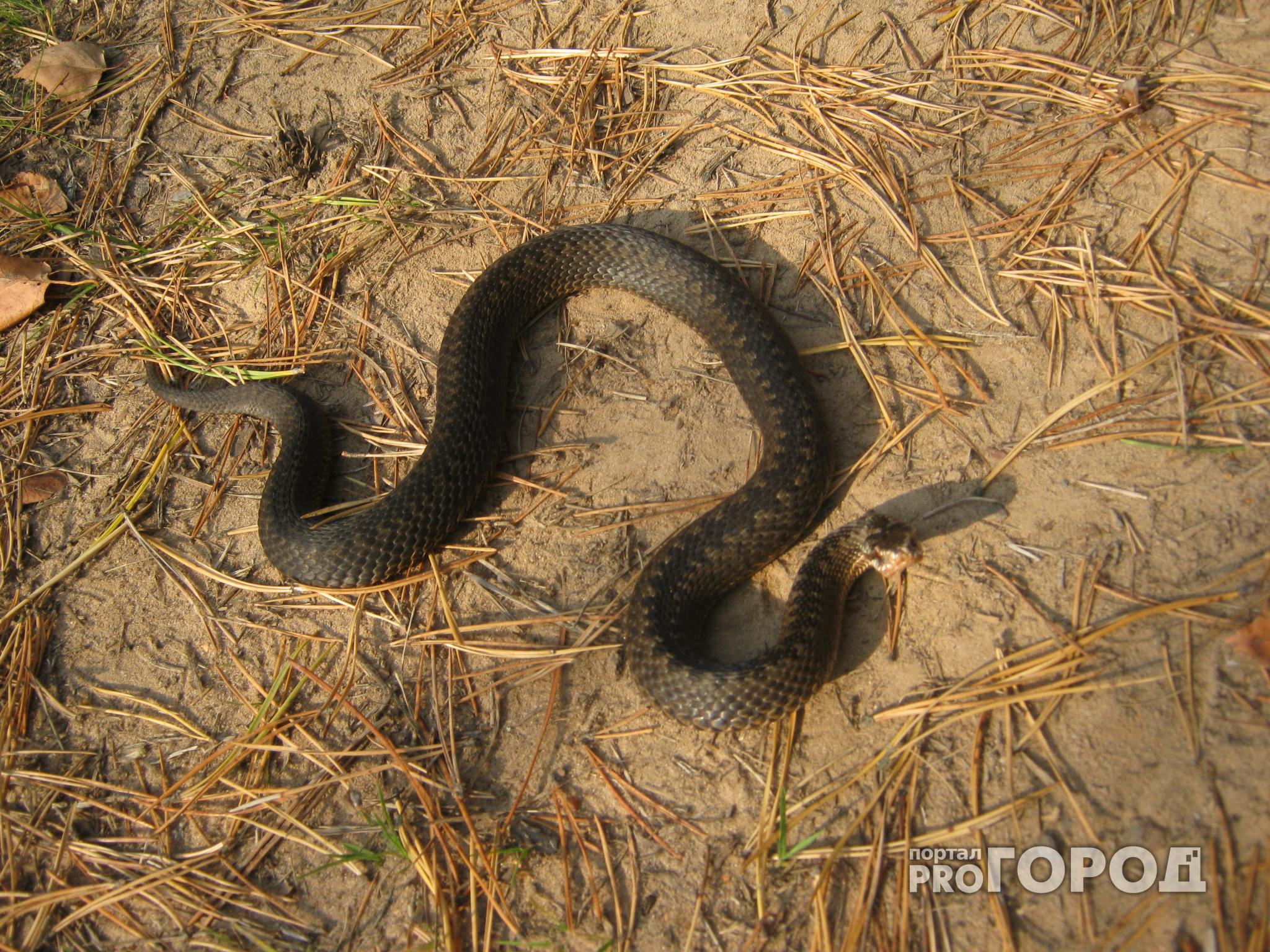 В Красночетайском районе пастуха укусила ядовитая змея