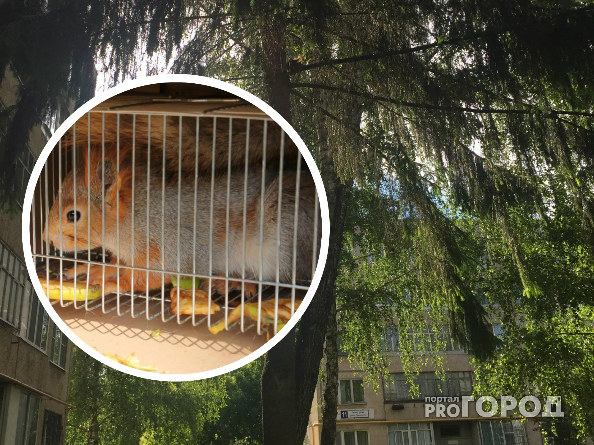 Фото к статье: В центре Новочебоксарска нашли сбежавшую из рощи белку