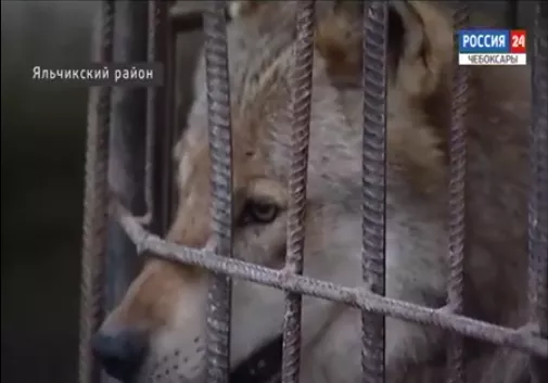 Фото к статье: В Яльчикский район туристов привлекают волками