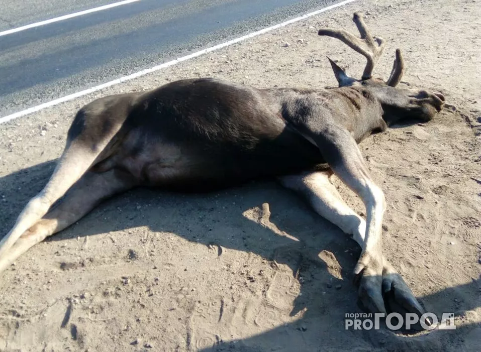 Фото к статье: Житель Чувашии погубил своего пассажира в ДТП с лосем
