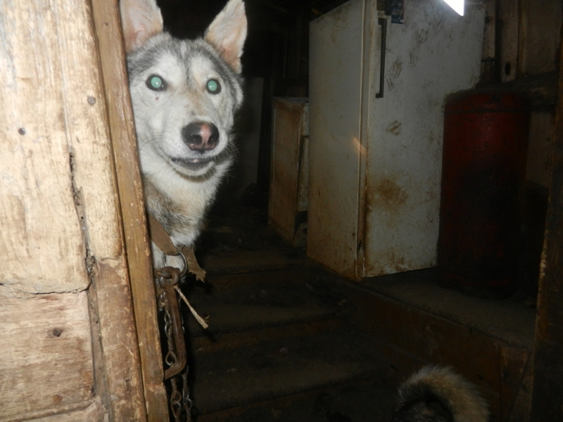 Житель Чувашии держал дома трех волков