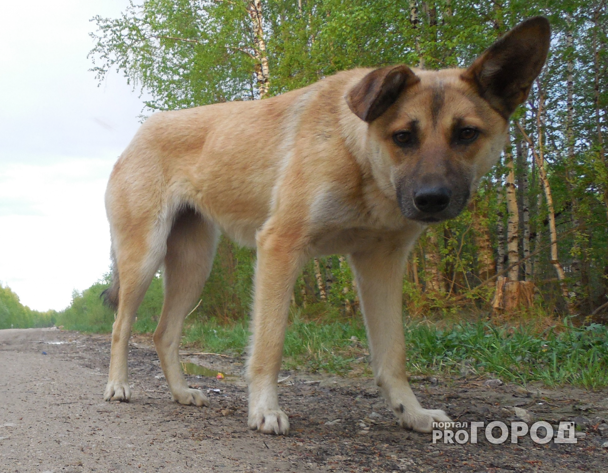 В Новочебоксарске собака умерла после посещения ветклиники