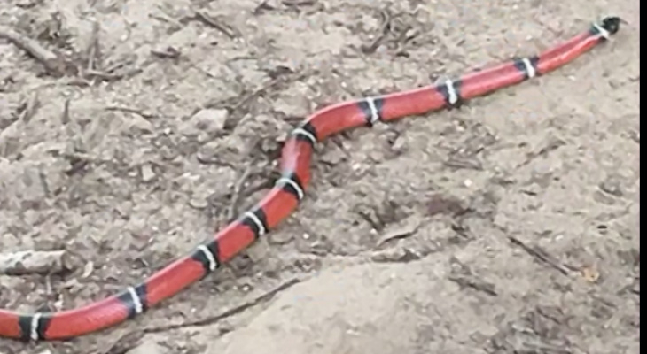 На территории детского сада убили загадочную змею