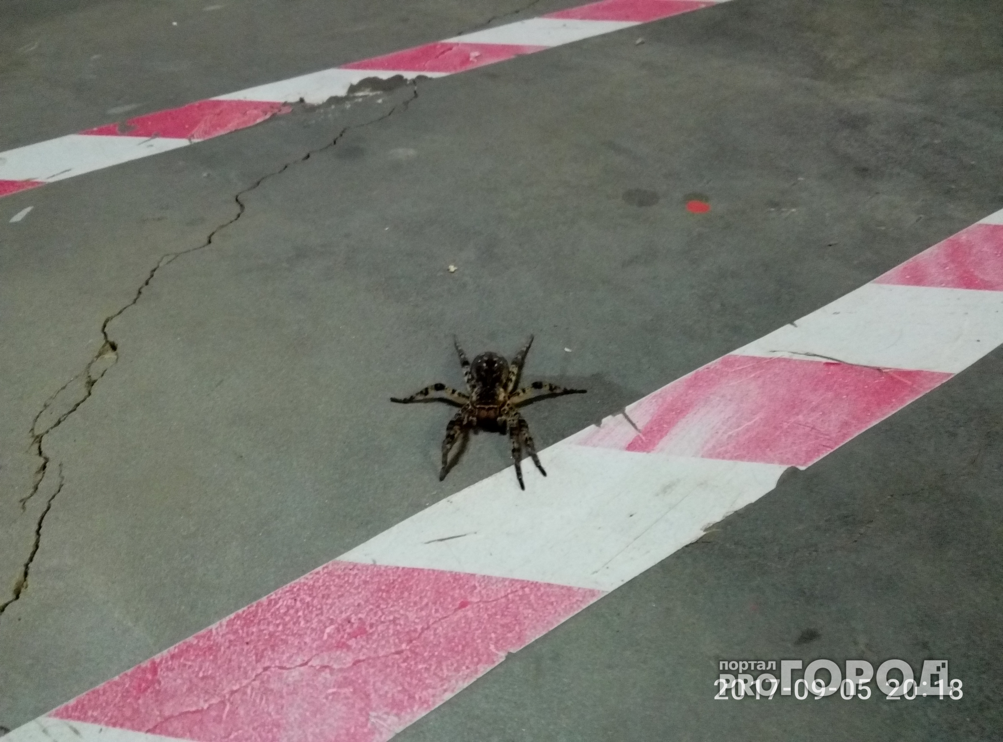 В Новочебоксарске на предприятии обнаружили ядовитого паука