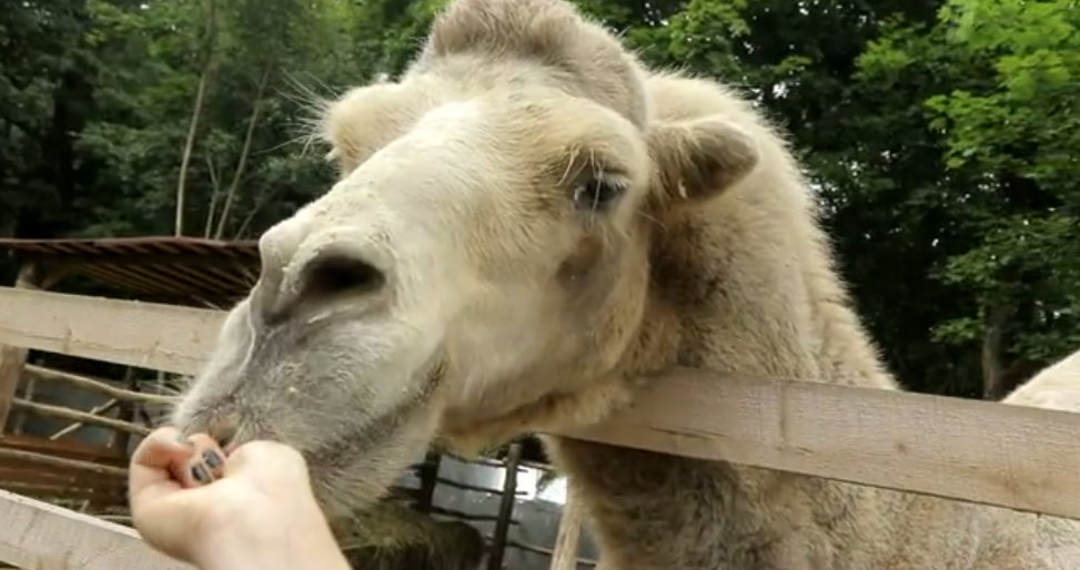 Новочебоксарский верблюд спас зоопарк от грабителей