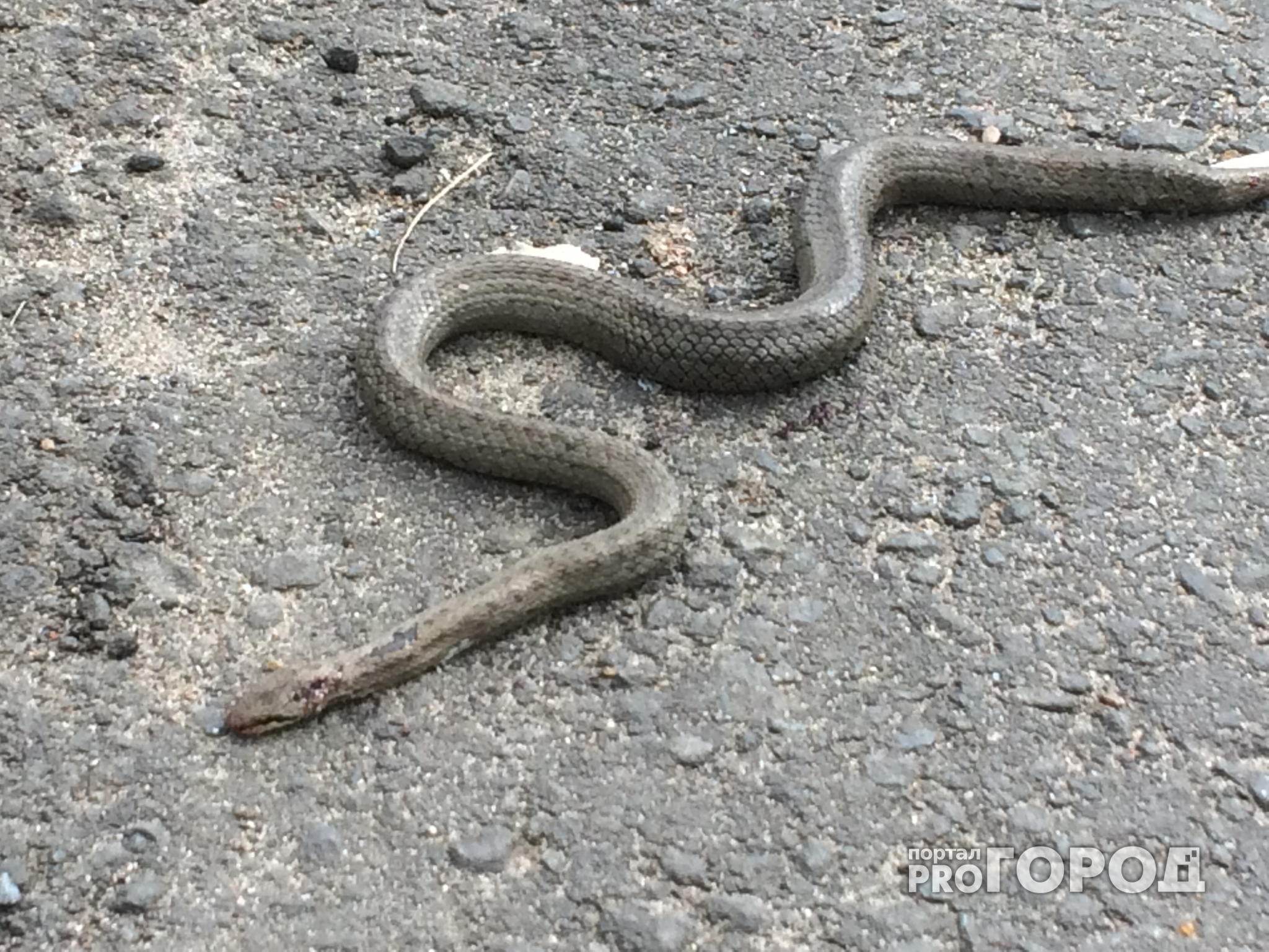 В Новочебоксарске неизвестные убили змею вымирающего вида