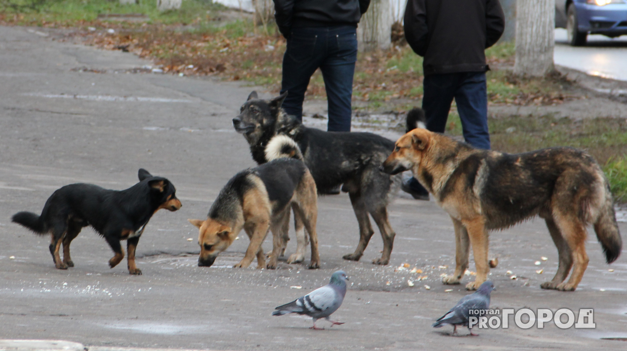 Жители Чебоксар и Новочебоксарска жалуются на бездомных и агрессивных животных