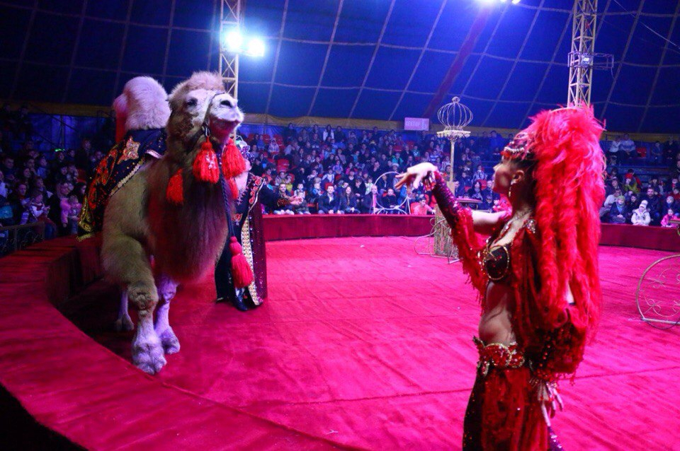 В Чебоксары спешит знаменитый цирк "Корона"