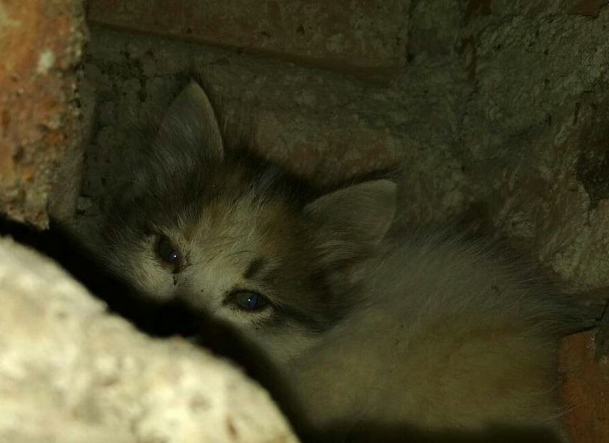 В Чебоксарах котенок четыре дня просидел в вентиляционной шахте