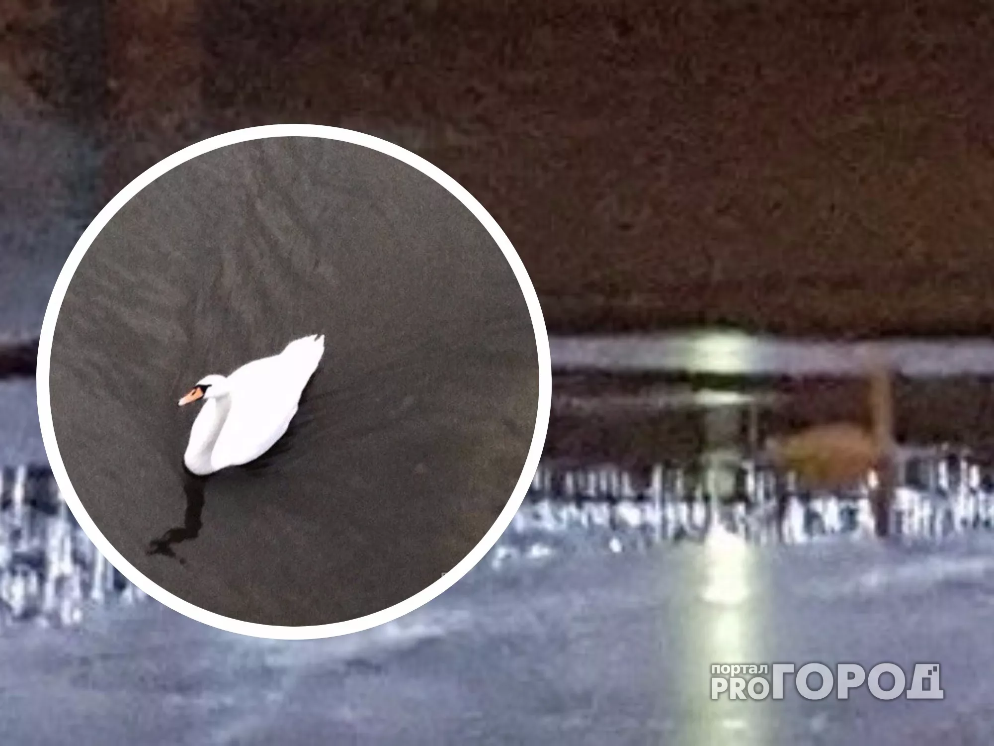 Фото к статье: В Чебоксарах на Заливе замерзает лебедь, которого до сих пор не могут поймать