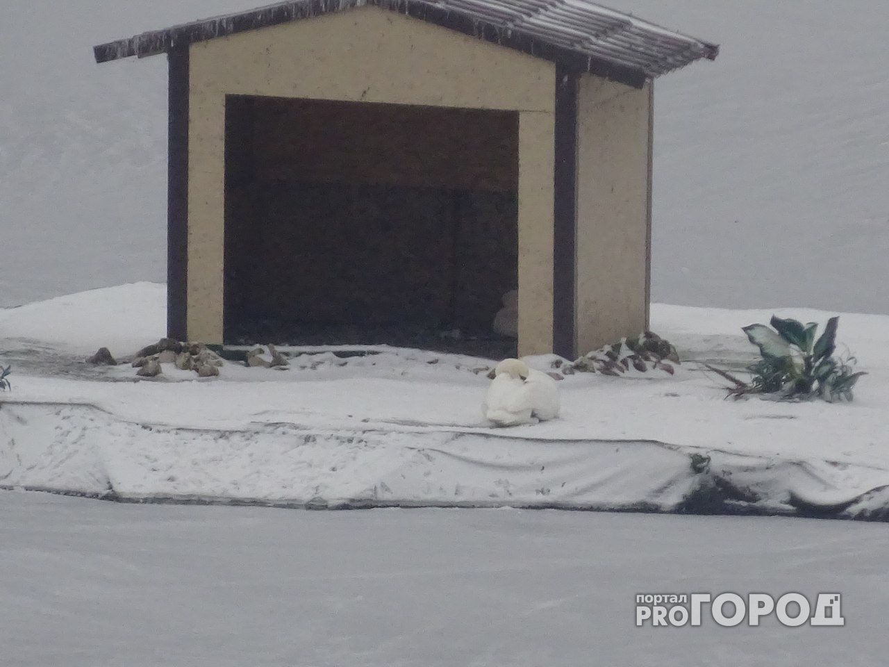 В Чебоксарах жители продолжают бить тревогу о замерзающем на заливе лебеде