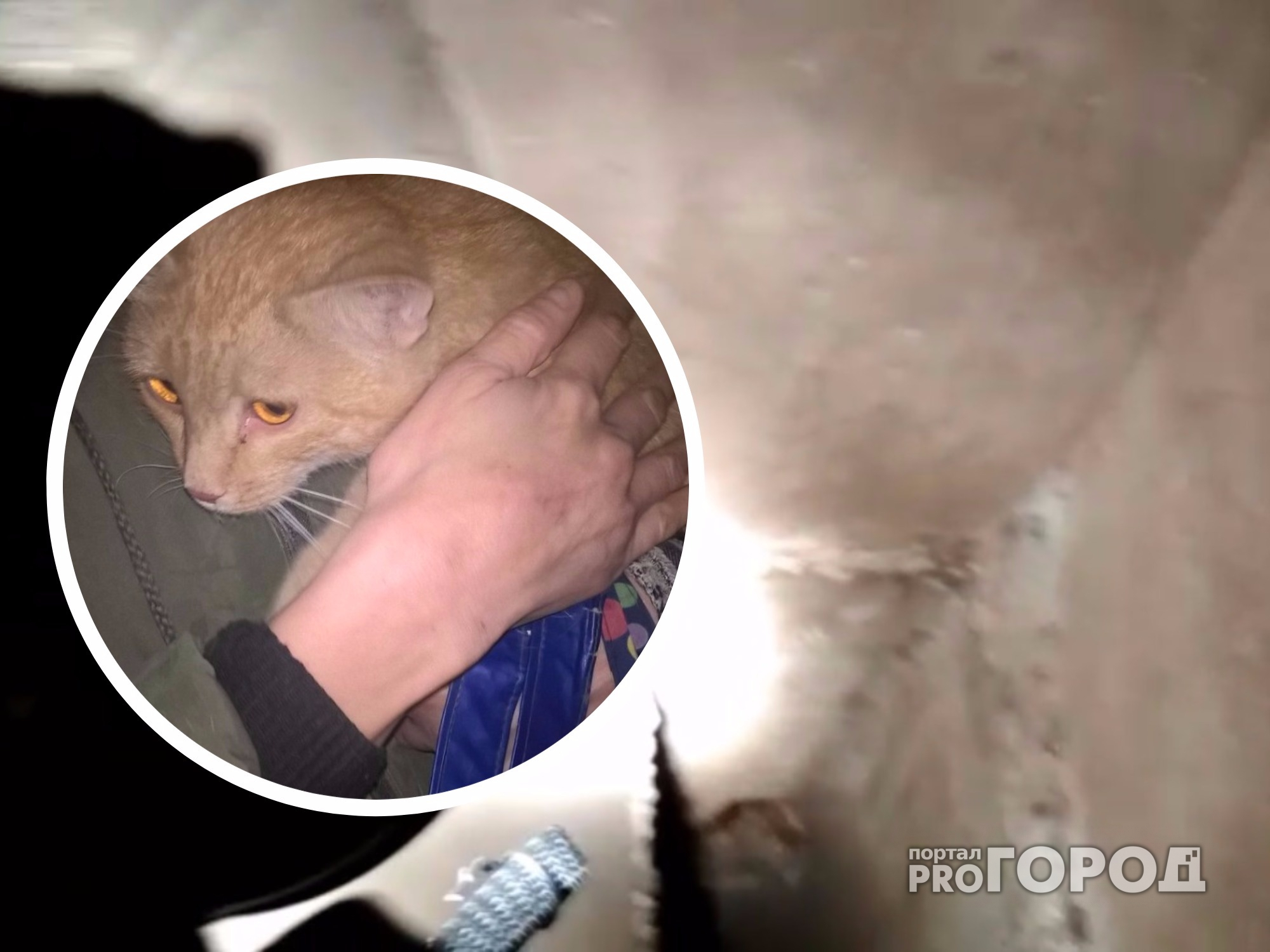 В Чебоксарах кот неделю сидел в 30-метровой вентиляционной шахте дома