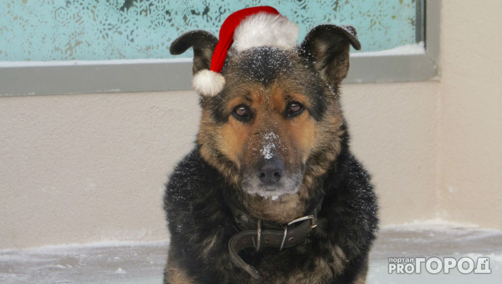 В Чебоксарах собирают новогодние подарки для обездоленных собак