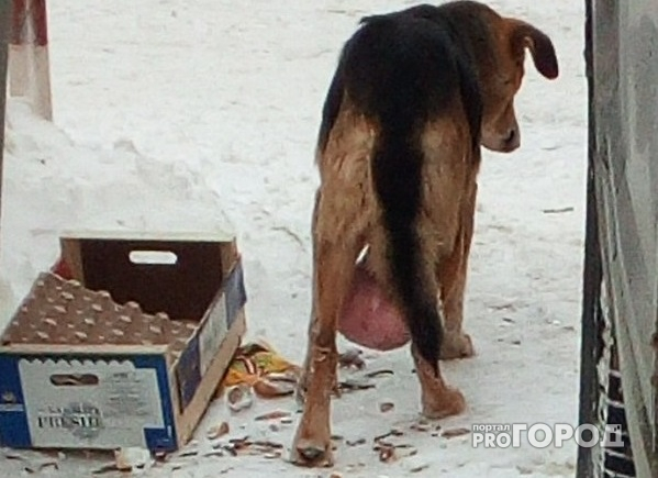 В Новочебоксарске разыскивают собаку с огромной опухолью, нуждающуюся в срочной операции