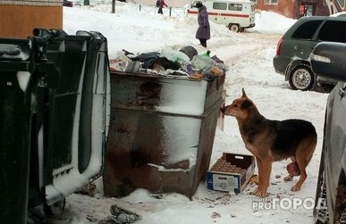 В Новочебоксарске продолжаются поиски собаки с опухолью, нуждающейся в операции