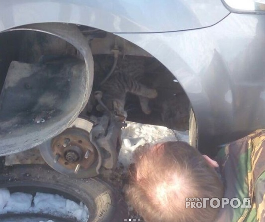 Чебоксарцы пять часов спасали кота из под капота автомобиля