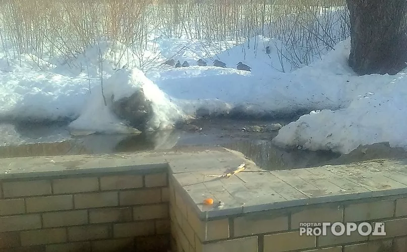 Фото к статье: В Новоюжном районе Чебоксар горожане заметили ручных уток