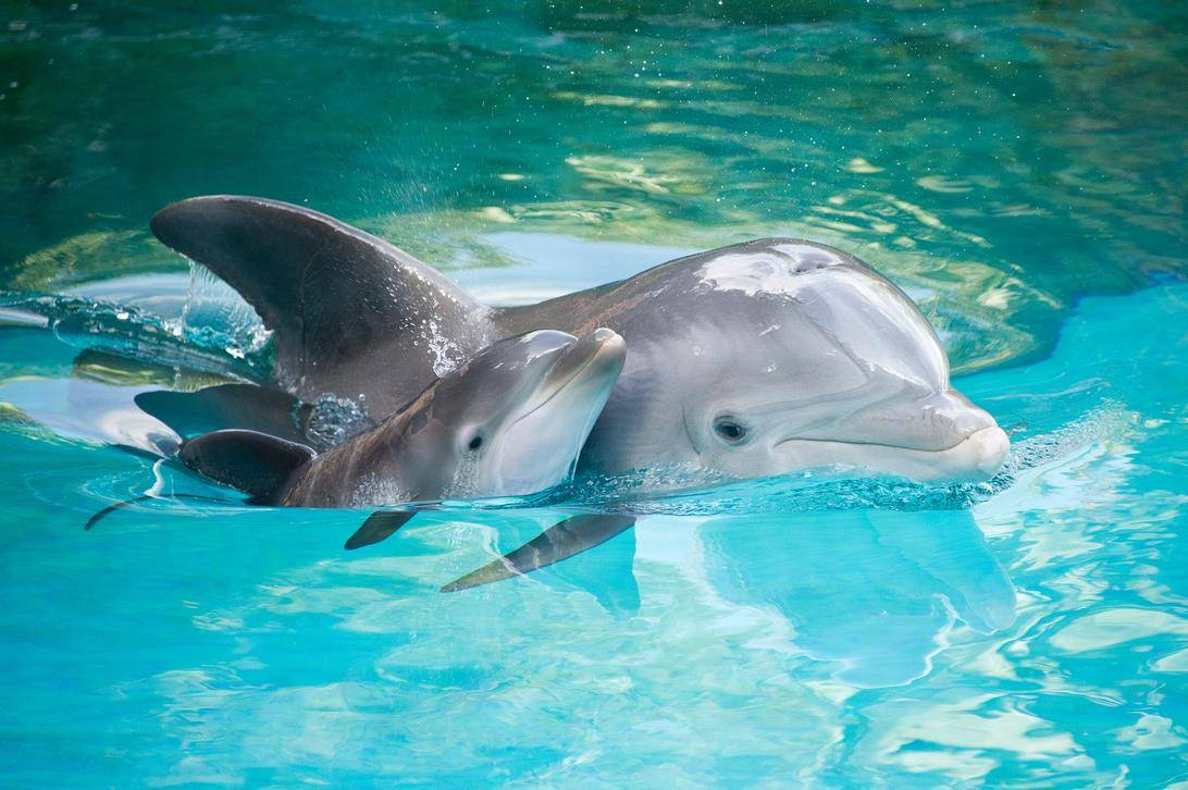 Где рассмешить дельфинов и похихикать с морскими котиками в Чебоксарах?
